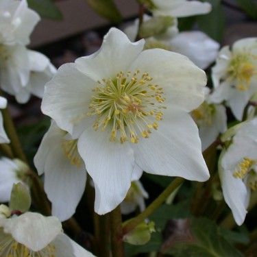 Helleborusniger