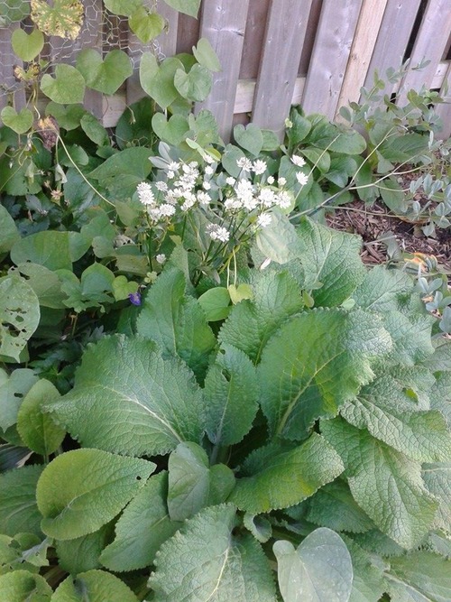 digitalisleaves