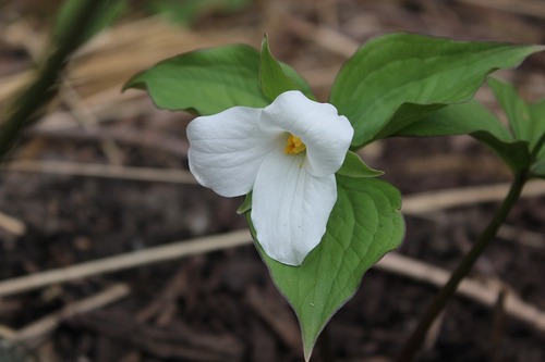 May9_trillium1