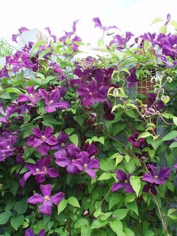 June24_clematis