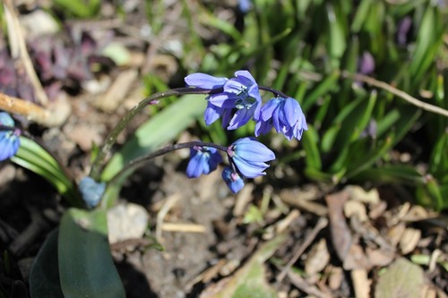 Apr9_scilla1
