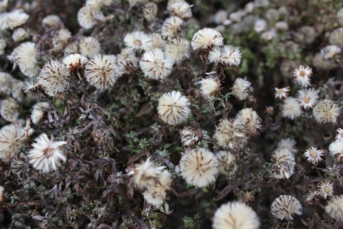 Nov29_aster