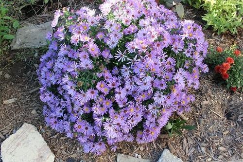 aster