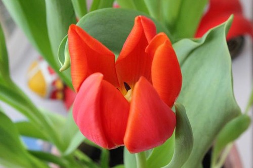 tulips2_feb3