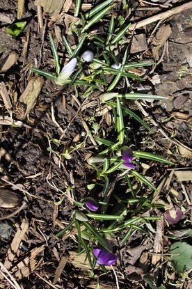 March19_BcrocusP1