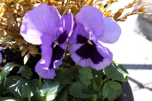 April20_pansylp