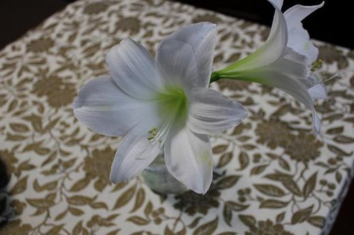 whiteamaryllis_jan30