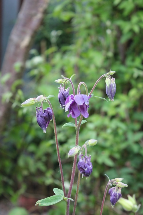 May27_aquilegia2