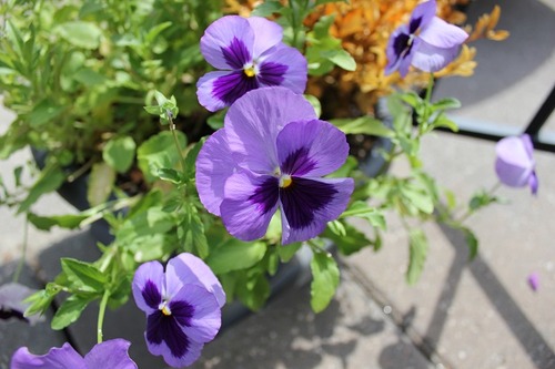 July27_pansies3