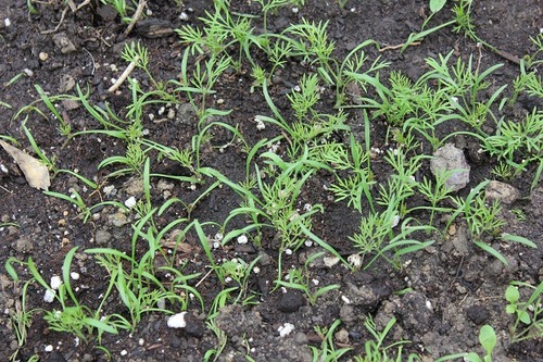 May22_dill