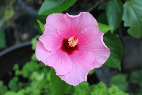 Aug23_hibiscus