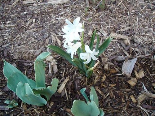 March25_hyacinth