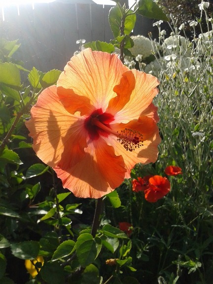 July25_hibiscus