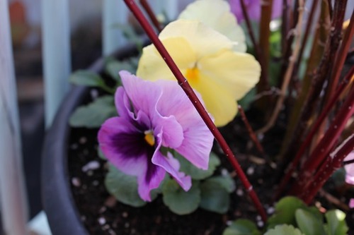 May4_pansies