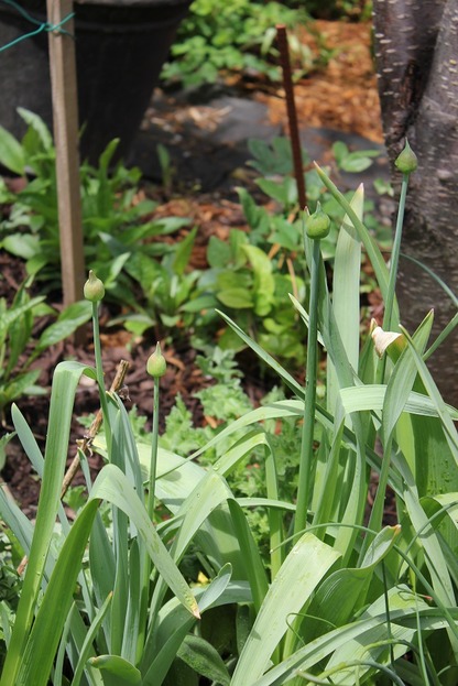 May14_alliums2