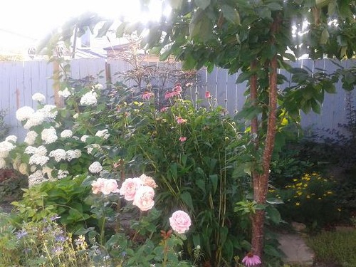 july16_garden