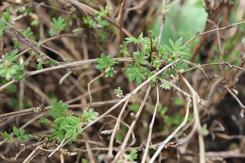 May7_potentilla