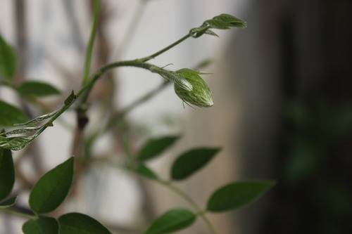 May27_wisteria