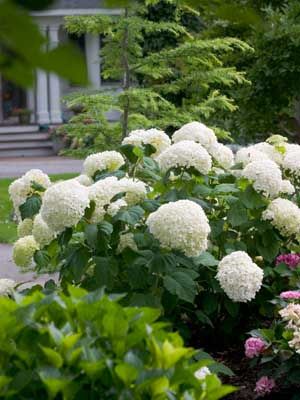 IncrediballHydrangea