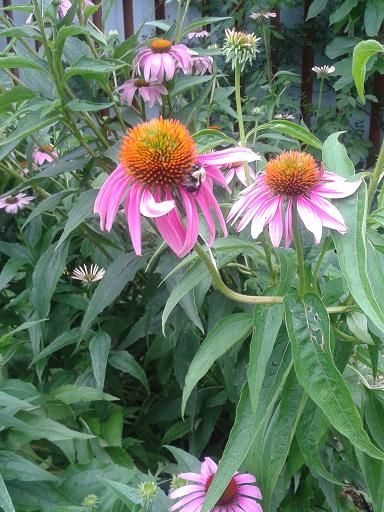 july20_achenacea2