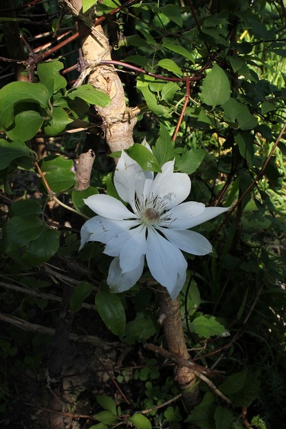 June20_clematisHenryi