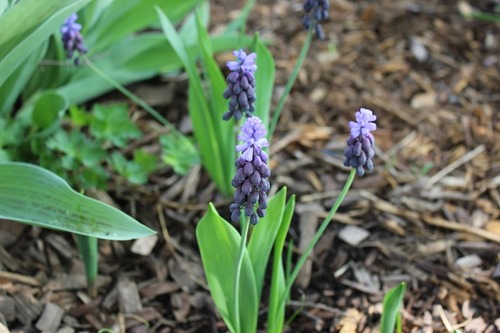 May10_muscari