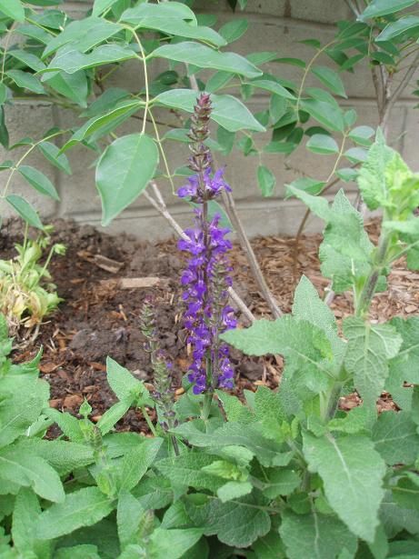 Aug5_salvia