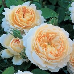 CrocusRose