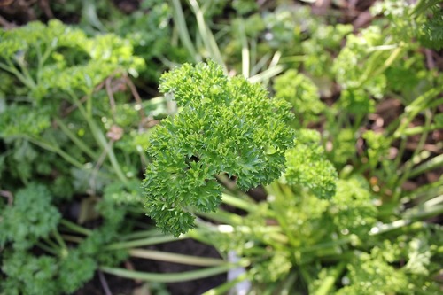 NOv15_parsley
