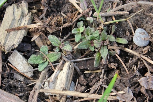 Apr22_salvia