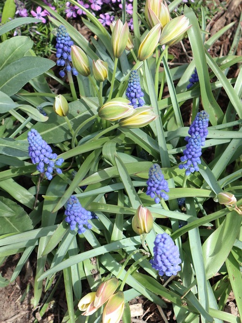 May11 (17)