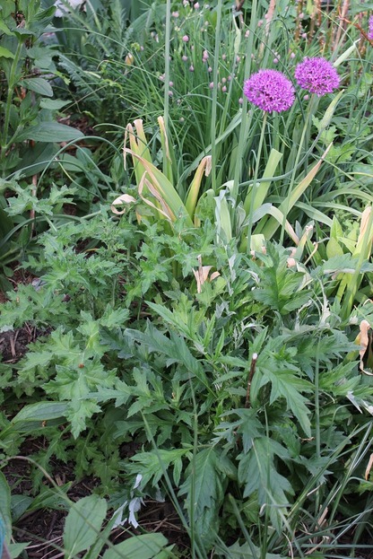 May27_echinops