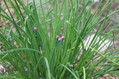 May18_chives