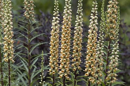 Digitalis ferruginea