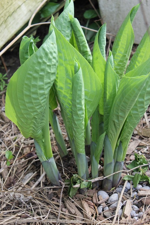 May19_hosta1