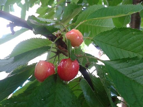 June25_cherries