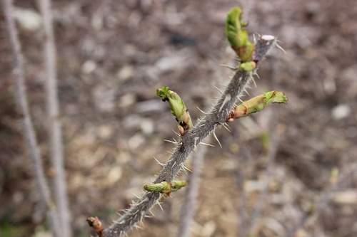 April26_rh