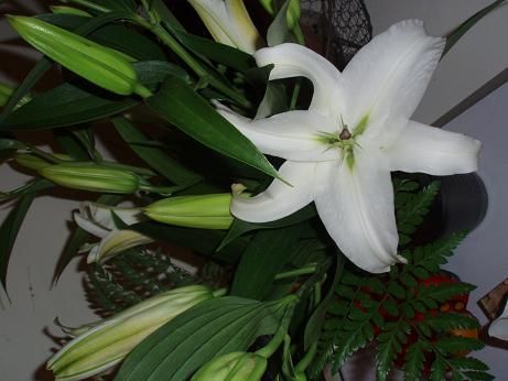 lillies2