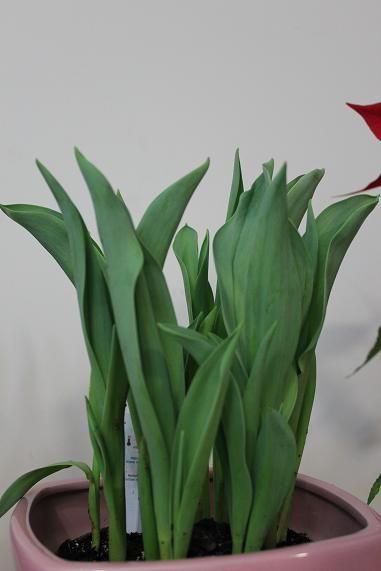 tulips_jan27