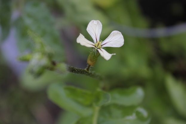 June18_arugula