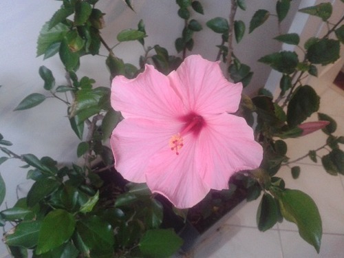 May13_hybiscus