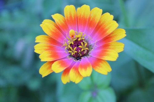 Aug9_zinnia2