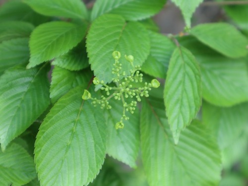 May21 (6)