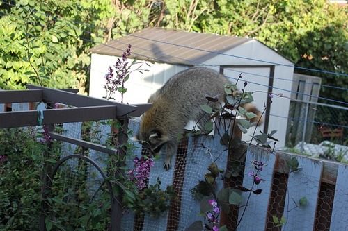 Sept26_racoon