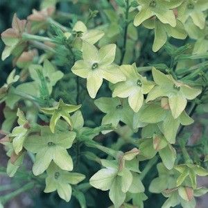 PerfumeAntiqueLimenicotiana