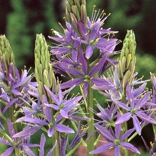 Camassia esculenta quamash
