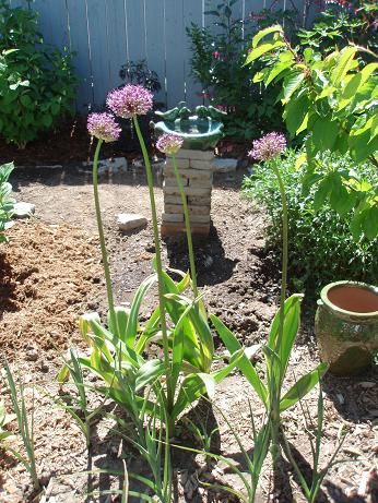 May21_allium1