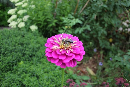 Aug23_zinniaPP2