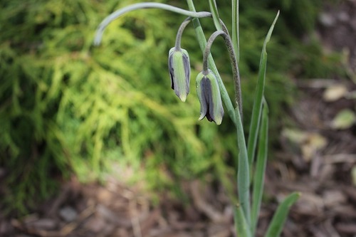 May7_frit1