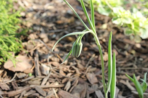 May10_fritillaria